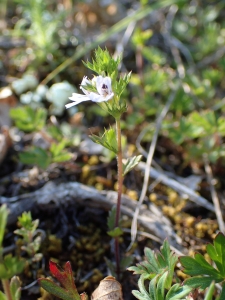 Sylvain Piry, le 31 mai 2019 (Cornus (Plateau de Guilhaumard, Montservier))