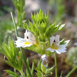  - Euphrasia pectinata Ten. [1815]