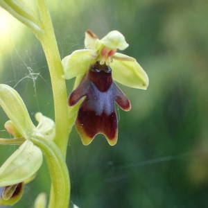 Photographie n°2306993 du taxon Ophrys aymoninii (Breistr.) Buttler [1986]