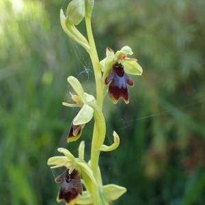 Photographie n°2306994 du taxon Ophrys aymoninii (Breistr.) Buttler [1986]