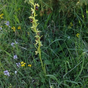 Photographie n°2306995 du taxon Ophrys aymoninii (Breistr.) Buttler [1986]