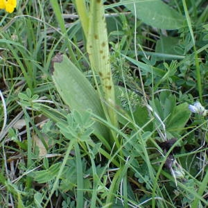 Photographie n°2306996 du taxon Ophrys aymoninii (Breistr.) Buttler [1986]
