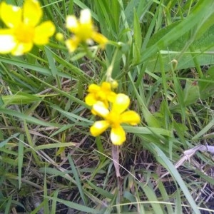 Photographie n°2307014 du taxon Ranunculus flammula L. [1753]