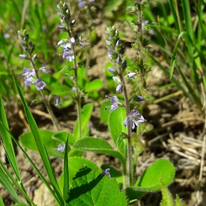 Photographie n°2307028 du taxon Veronica officinalis L.