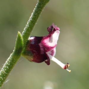 Photographie n°2307087 du taxon Scrophularia canina L. [1753]