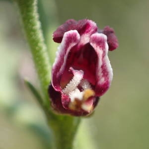 Photographie n°2307090 du taxon Scrophularia canina L. [1753]