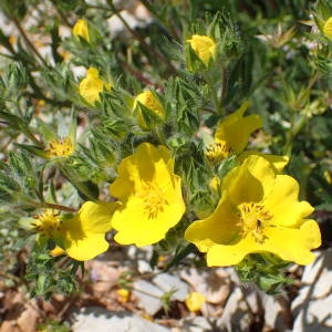 Photographie n°2307106 du taxon Potentilla hirta L. [1753]