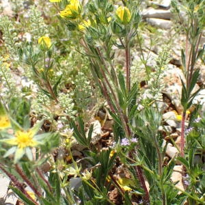 Photographie n°2307111 du taxon Potentilla hirta L. [1753]