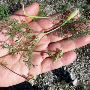 Photographie n°2307134 du taxon Seseli tortuosum L. [1753]