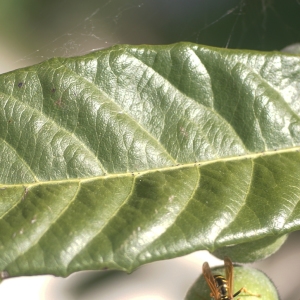 Photographie n°2307152 du taxon Eriobotrya japonica (Thunb.) Lindl. [1821]