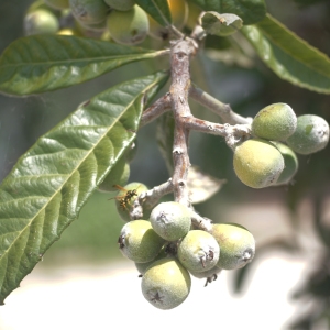 Photographie n°2307154 du taxon Eriobotrya japonica (Thunb.) Lindl. [1821]