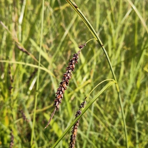 Photographie n°2307214 du taxon Carex flacca Schreb. [1771]