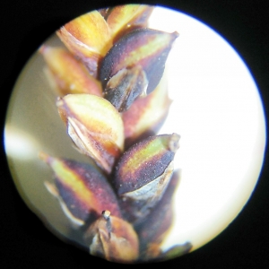 Photographie n°2307218 du taxon Carex flacca Schreb. [1771]