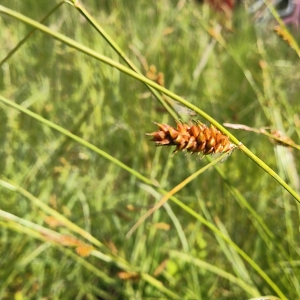 Photographie n°2307223 du taxon Carex binervis Sm. [1800]