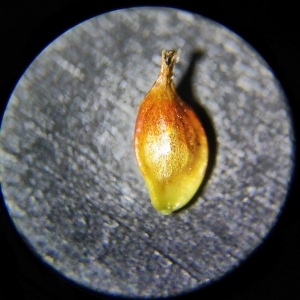 Photographie n°2307230 du taxon Carex binervis Sm. [1800]