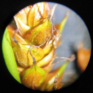 Photographie n°2307231 du taxon Carex binervis Sm. [1800]