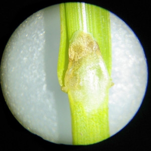 Photographie n°2307233 du taxon Carex binervis Sm. [1800]
