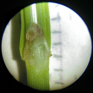 Photographie n°2307234 du taxon Carex binervis Sm. [1800]