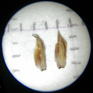 Photographie n°2307235 du taxon Carex binervis Sm. [1800]