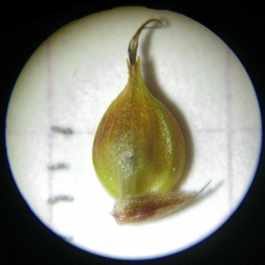 Photographie n°2307236 du taxon Carex binervis Sm. [1800]
