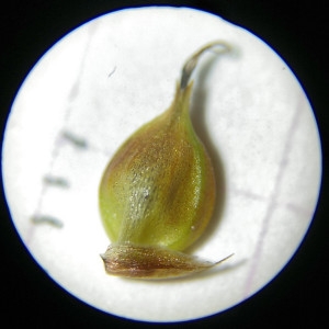 Photographie n°2307237 du taxon Carex binervis Sm. [1800]