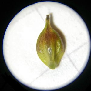 Photographie n°2307238 du taxon Carex binervis Sm. [1800]