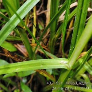 Photographie n°2307247 du taxon Carex otrubae Podp. [1922]