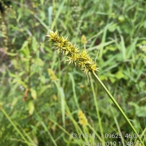 Photographie n°2307252 du taxon Carex otrubae Podp. [1922]