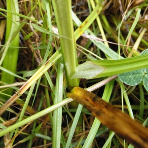 Photographie n°2307255 du taxon Carex otrubae Podp. [1922]