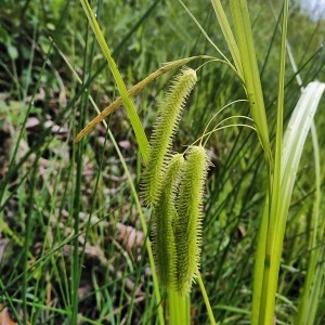 Photographie n°2307258 du taxon Carex pseudocyperus L. [1753]