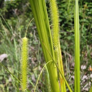 Photographie n°2307261 du taxon Carex pseudocyperus L. [1753]