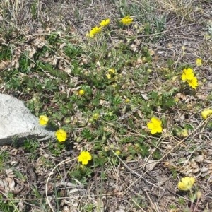 Photographie n°2307303 du taxon Potentilla tabernaemontani Asch. [1891]