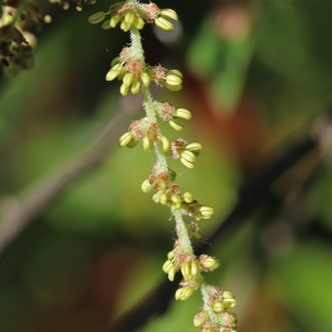 Quercus calycina Poir. (Chêne vert)