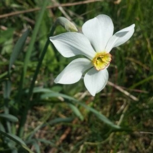 Photographie n°2307339 du taxon Narcissus poeticus L. [1753]