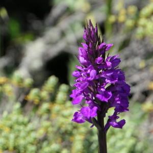 Photographie n°2307340 du taxon Dactylorhiza elata (Poir.) Soó [1962]