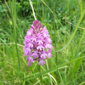 Photographie n°2307349 du taxon Anacamptis pyramidalis (L.) Rich. [1817]