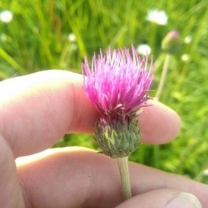 Photographie n°2307361 du taxon Cirsium tuberosum (L.) All. [1785]