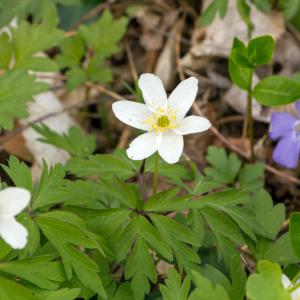 Photographie n°2307364 du taxon Anemone nemorosa L. [1753]