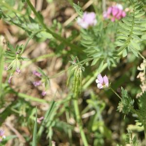 Photographie n°2307388 du taxon Ornithopus sativus Brot. [1804]