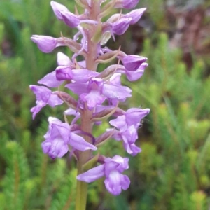 Photographie n°2307393 du taxon Gymnadenia conopsea (L.) R.Br. [1813]