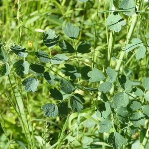 Photographie n°2307458 du taxon Thalictrum minus L. [1753]