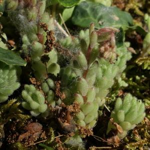 Photographie n°2307461 du taxon Sedum L.