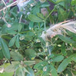 Photographie n°2307480 du taxon Galium aparine L. [1753]