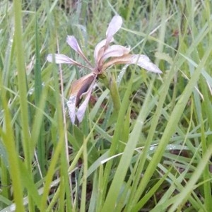  - Iris foetidissima L. [1753]