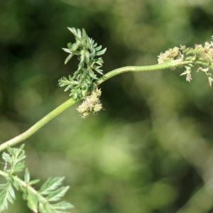 Photographie n°2307490 du taxon Torilis nodosa subsp. nodosa 