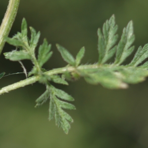 Photographie n°2307491 du taxon Torilis nodosa subsp. nodosa 