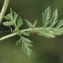  Liliane Roubaudi - Torilis nodosa subsp. nodosa 