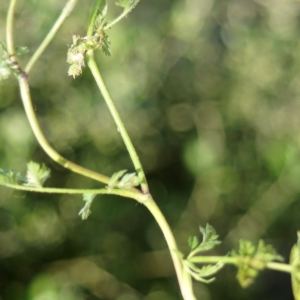 Torilis nodosa (L.) Gaertn. subsp. nodosa (Torilis noueux)