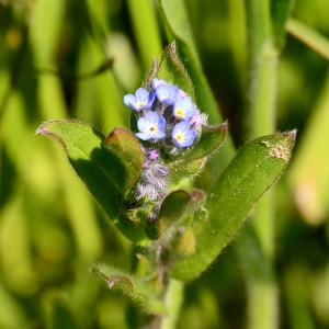  - Myosotis arvensis var. arvensis 