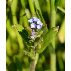 Myosotis arvensis (L.) Hill var. arvensis (Myosotis des champs)